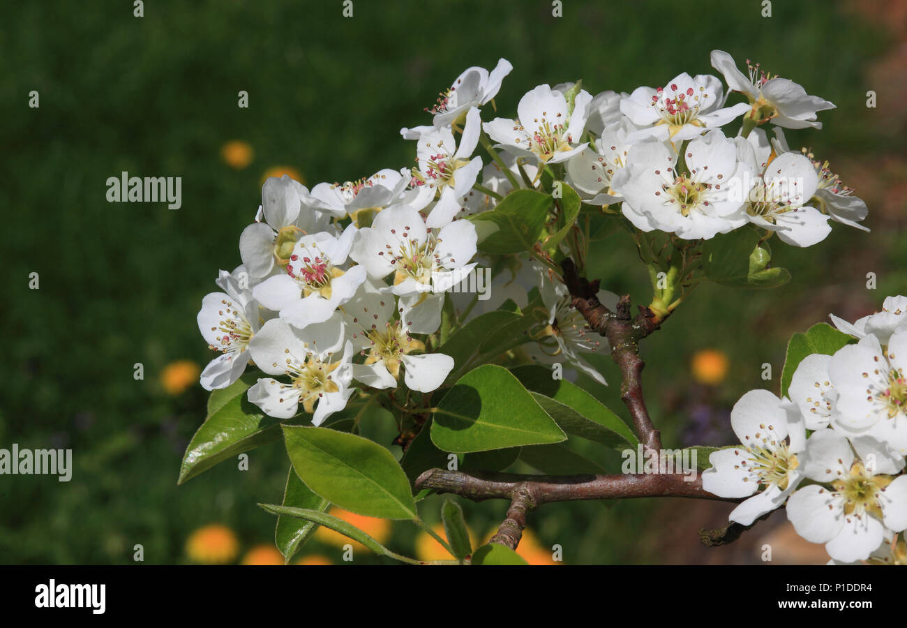 Blossoming pear tree, tree blossom of the pear, Pyrus domestica Stock Photo