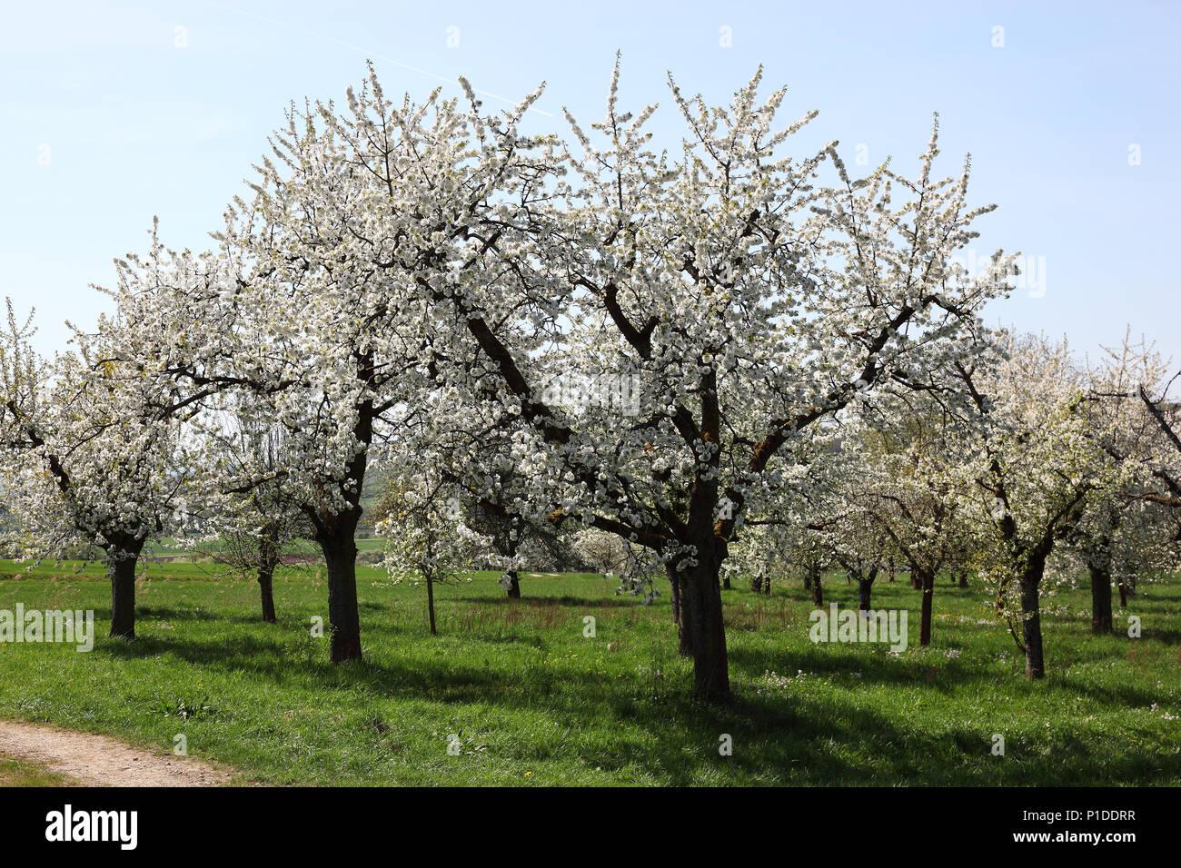 Cherry Blossom, Flowering cherry trees, here in the Franconian Switzerland, Upper Franconia, Bavaria, Germany Stock Photo