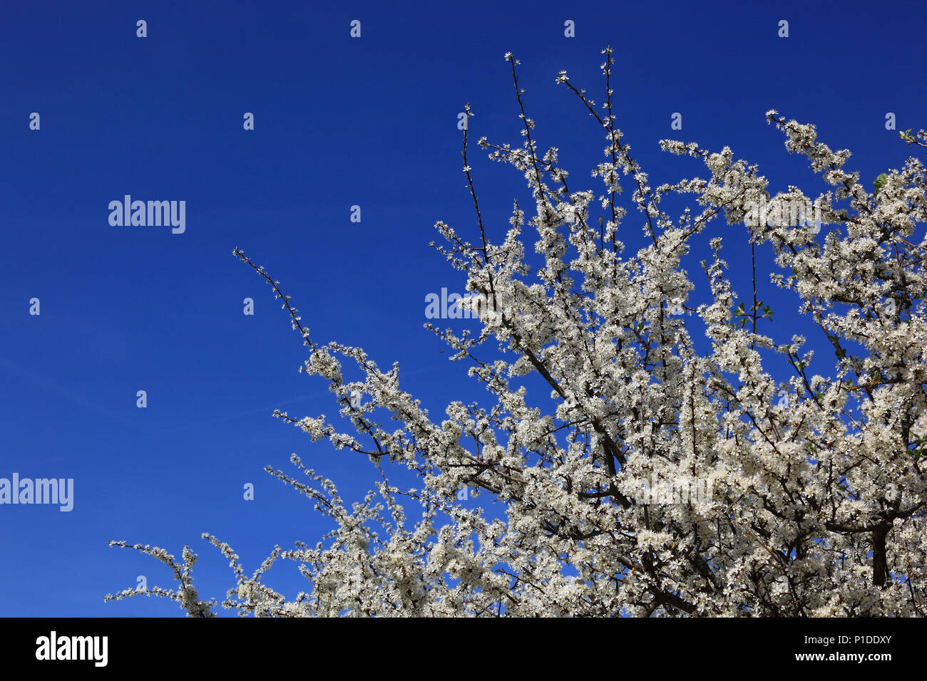 Flowering Blackthorn hedge in the spring, here in the Franconian Switzerland, Upper Franconia, Bavaria, Germany Stock Photo