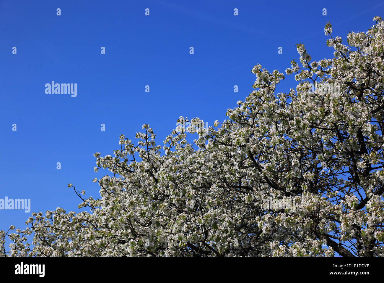 Cherry Blossom, Flowering cherry trees, here in the Franconian Switzerland, Upper Franconia, Bavaria, Germany Stock Photo