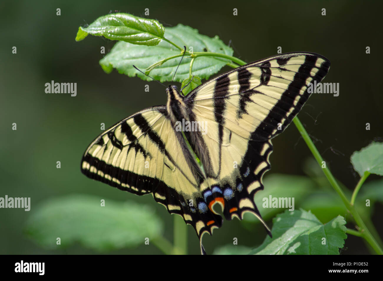Yellow with Black Strips Western Tiger Swallowtail Butterfly Stock Photo