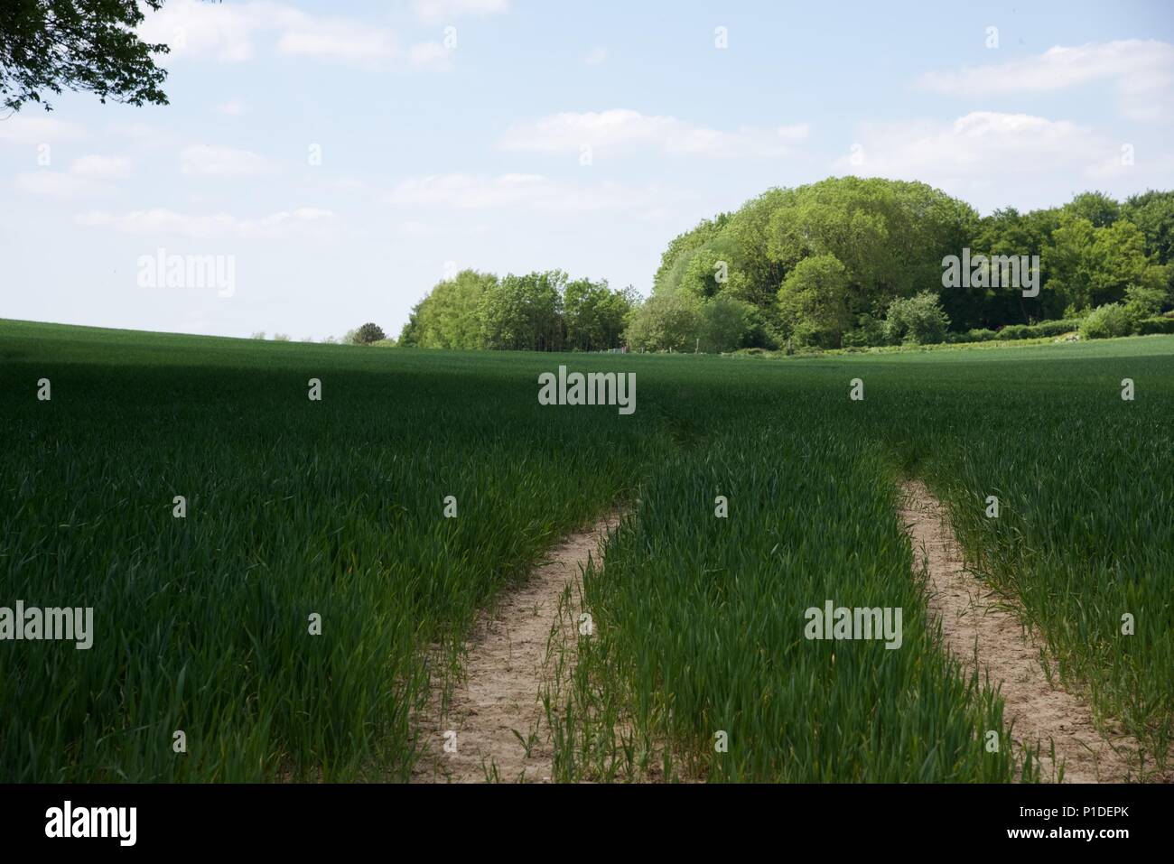 Wheat: tractor tracks in a field of growing wheat Stock Photo - Alamy