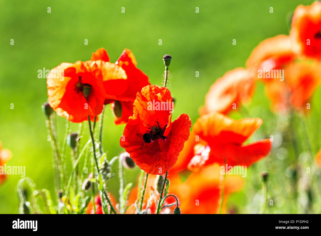 Wonderful poppy field in late may. Red poppies flowers blossom on wild field. Natural drugs