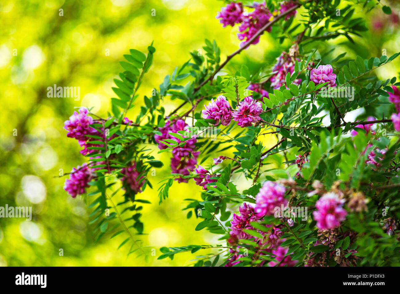Purple acacia tree blooming background. Pink Robinia flowers close up. Violet pseudoacacia blossoms Stock Photo