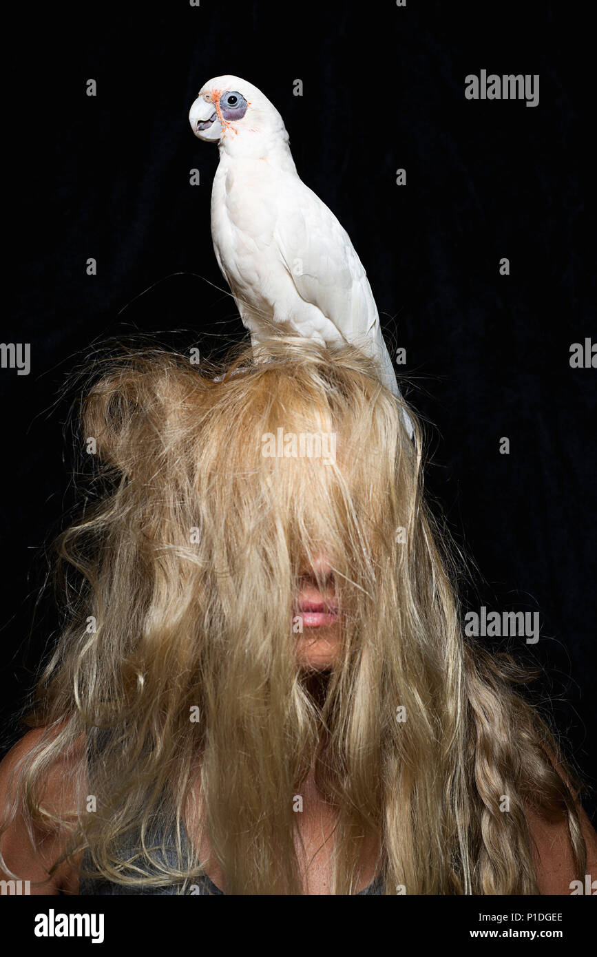 Cockatoo and hair Stock Photo Alamy
