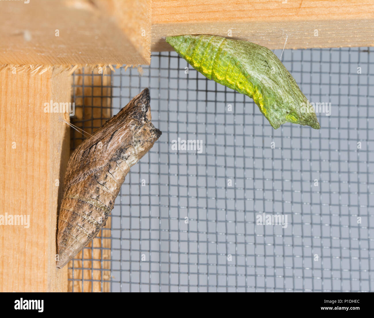 A brown and a green morph of Eastern Black Swallowtail butterfly