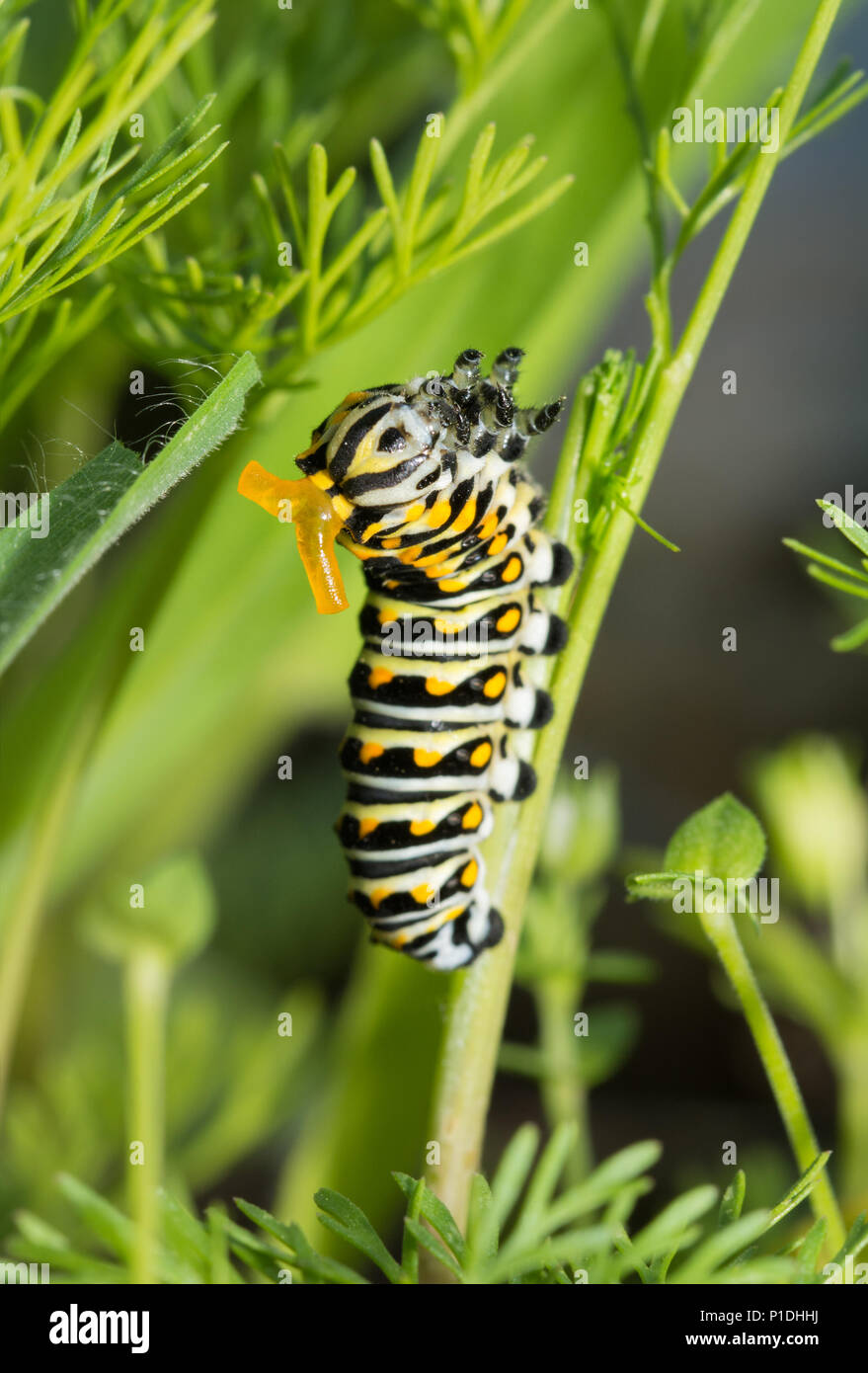 Third instar Black swallowtail butterfly caterpillar on Dog Fennel, with its yellow osmeterium visible on its head for defense Stock Photo