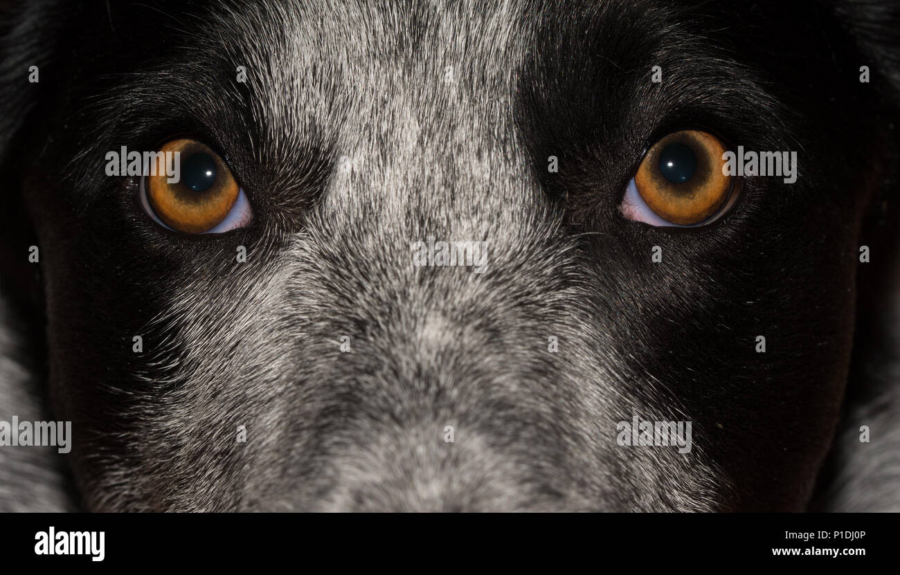 Is It Ok To Stare A Dog In The Eyes