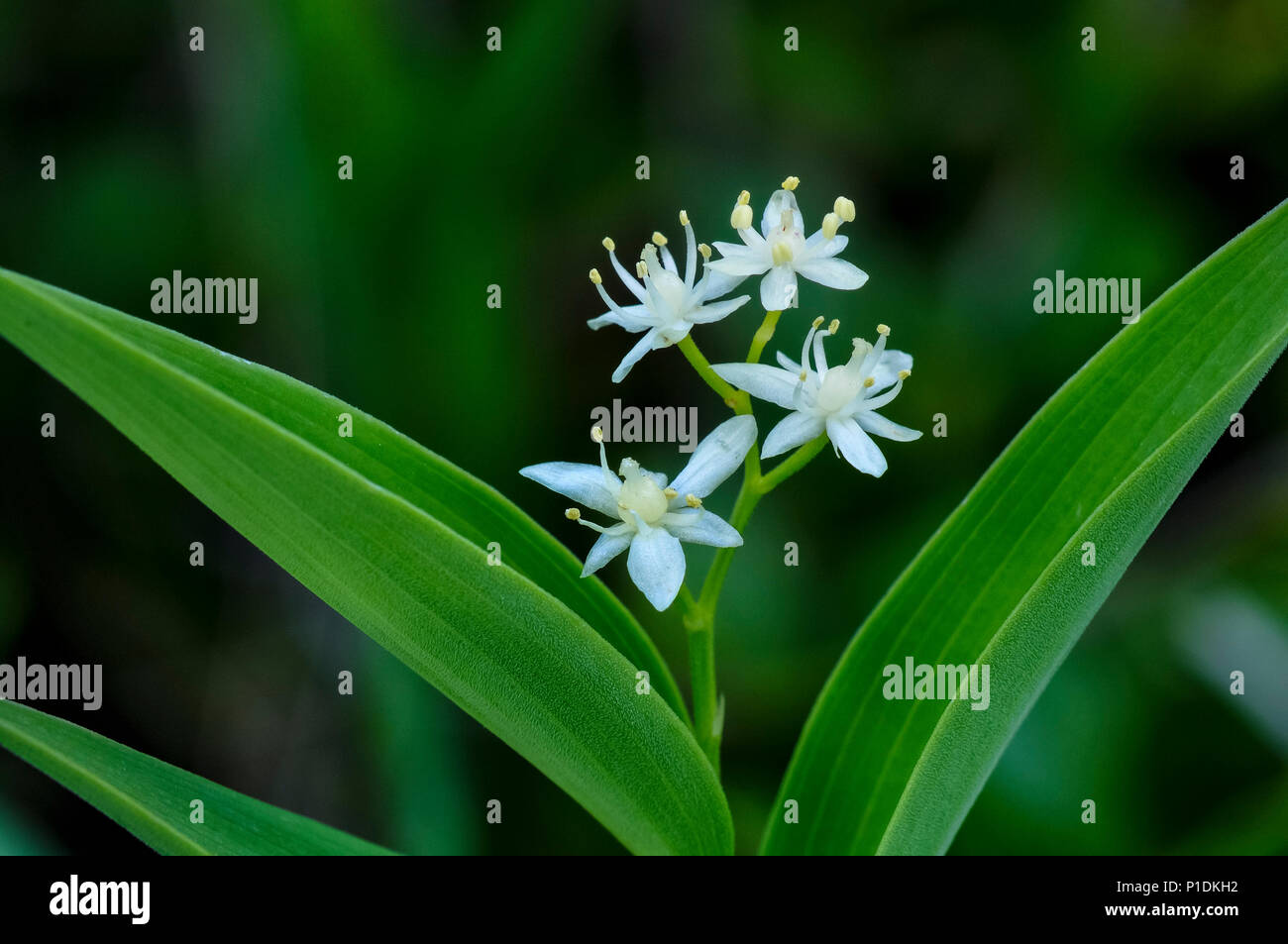 'Smilacina stellata', star flowered false Solomon's seal Stock Photo