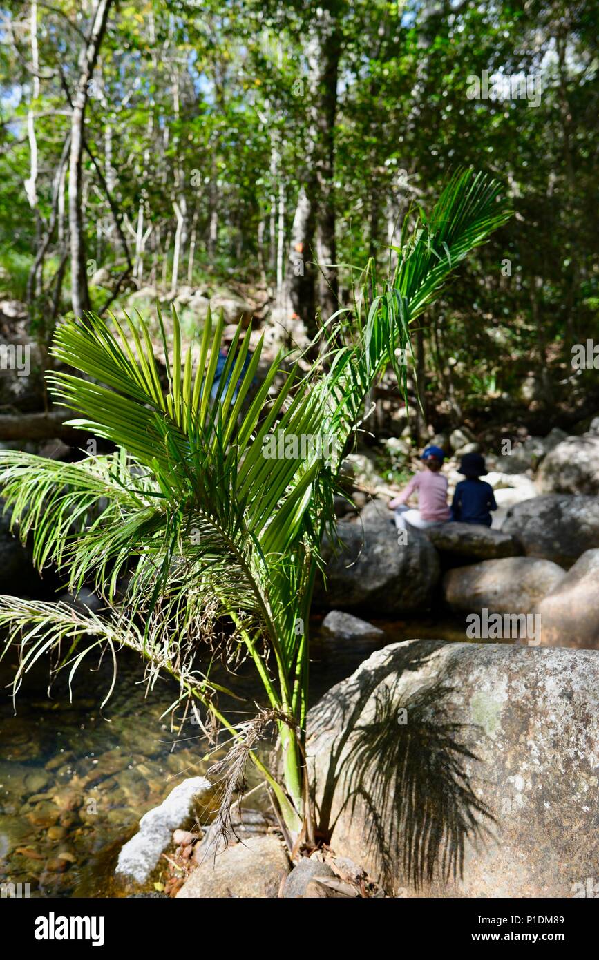 Children sitting on rocks in Rollingstone creek, Paluma Range National ...