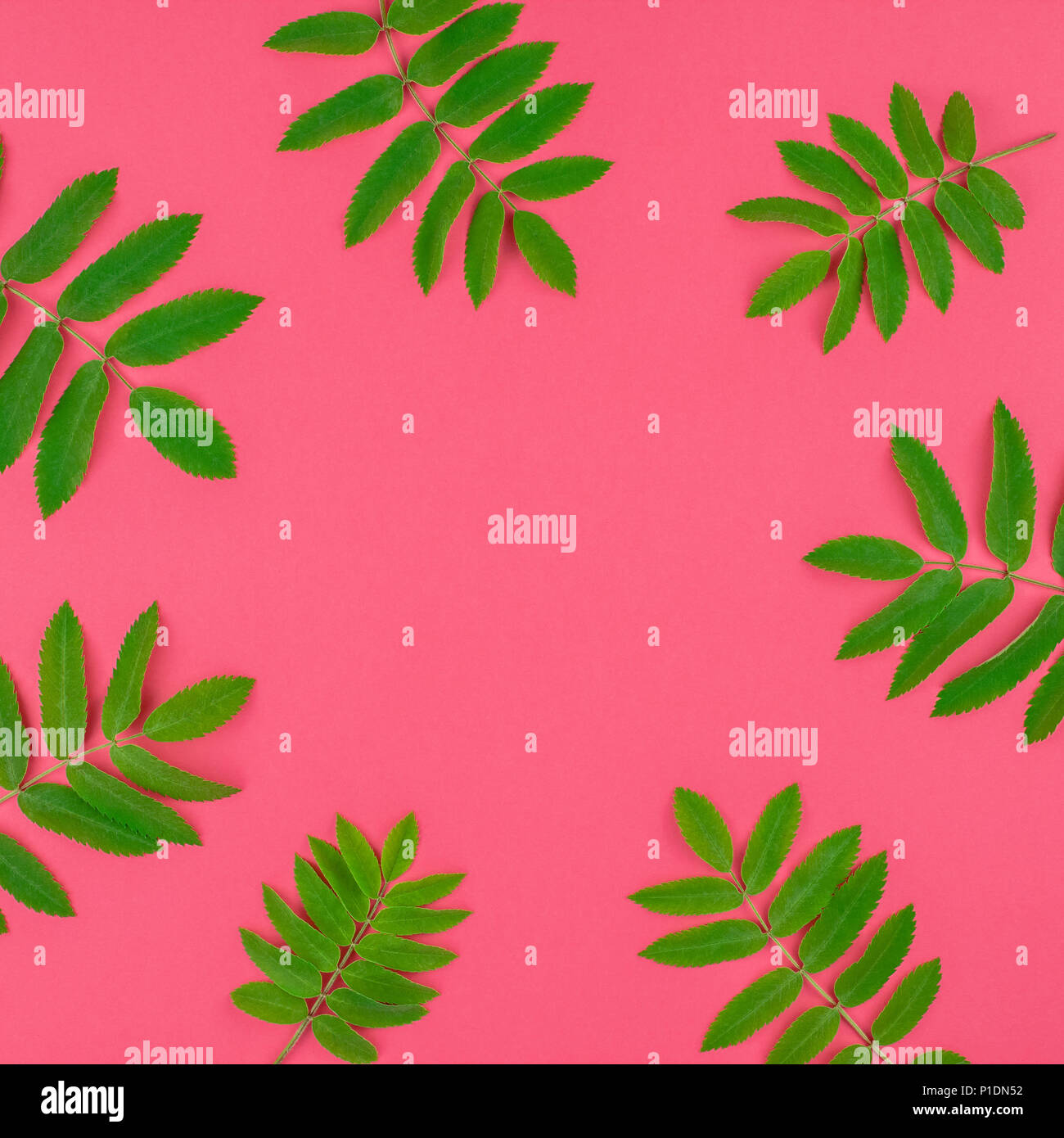 Creative flat lay top view pattern with fresh green rowan tree leaves ...