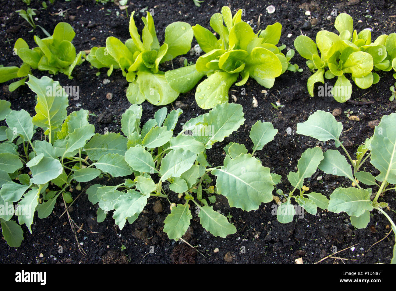 Young plants in a vegetable garden Stock Photo