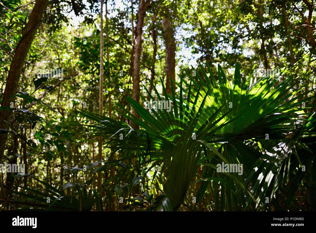 Palms trees and dappled light in a rainforest hi-res stock photography ...
