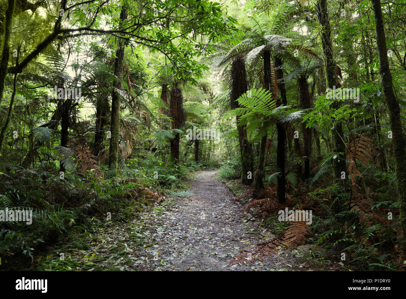 Walking trail in tropical forest Stock Photo - Alamy