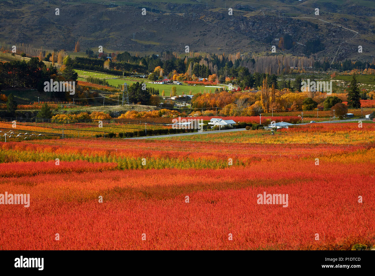 Orchards, Roxburgh, Central Otago, South Island, New Zealand Stock