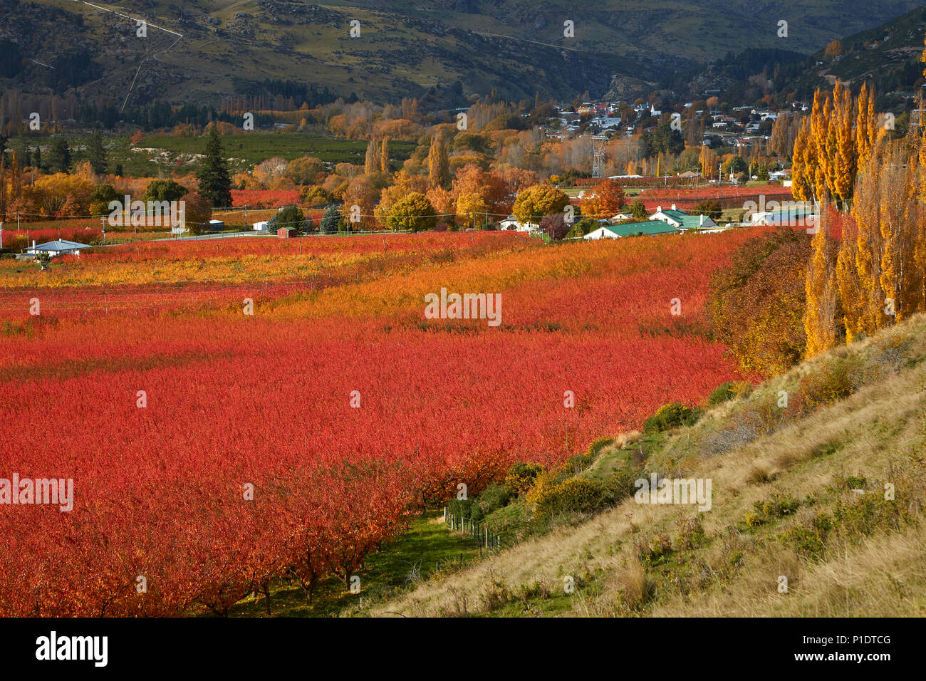 Orchards, Roxburgh, Central Otago, South Island, New Zealand Stock