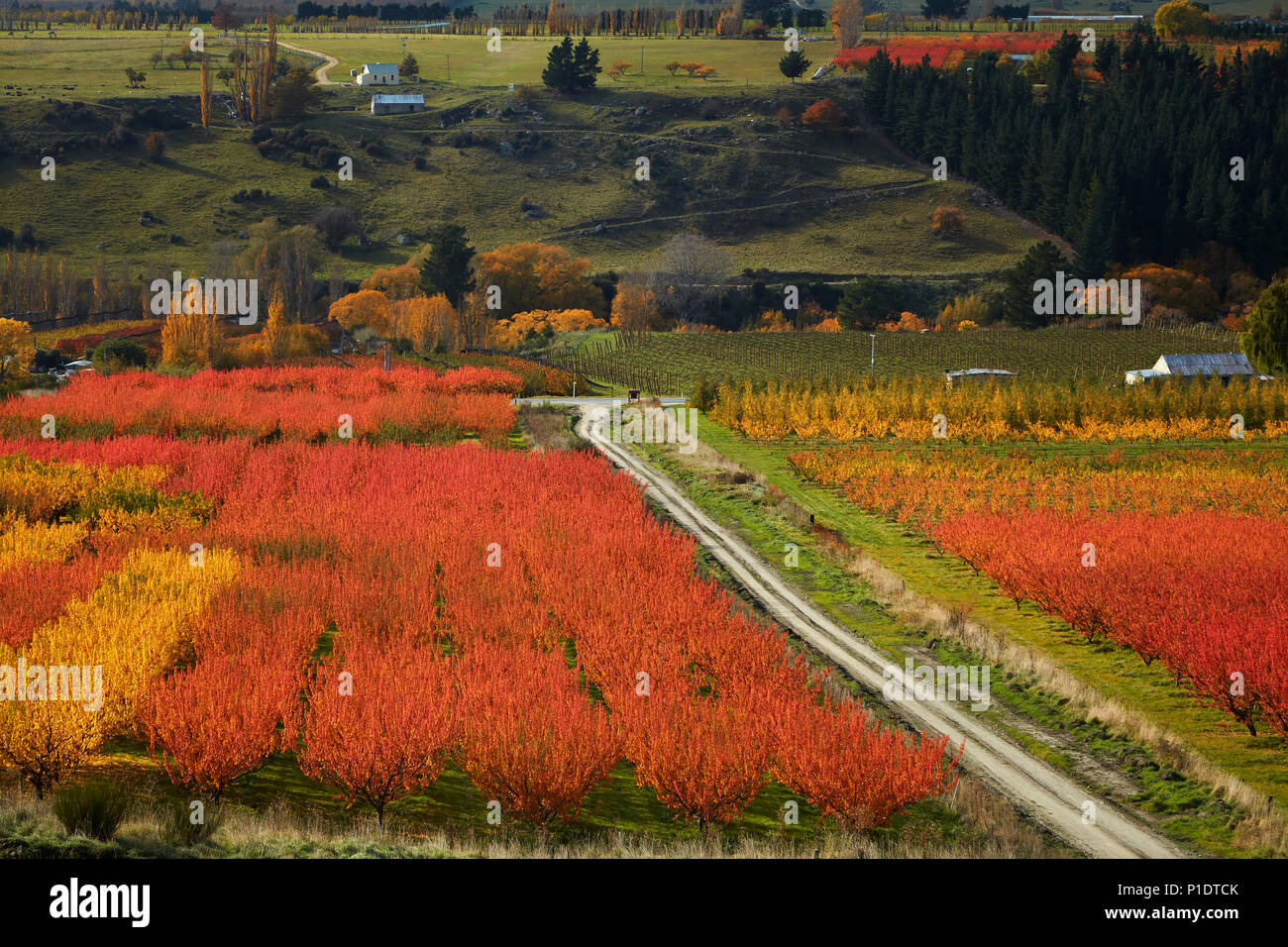 Orchards, Roxburgh, Central Otago, South Island, New Zealand Stock