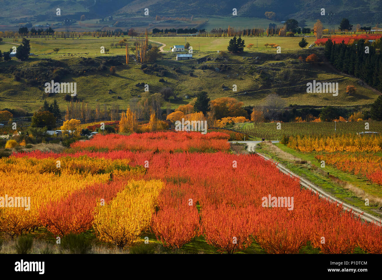 Orchards, Roxburgh, Central Otago, South Island, New Zealand Stock