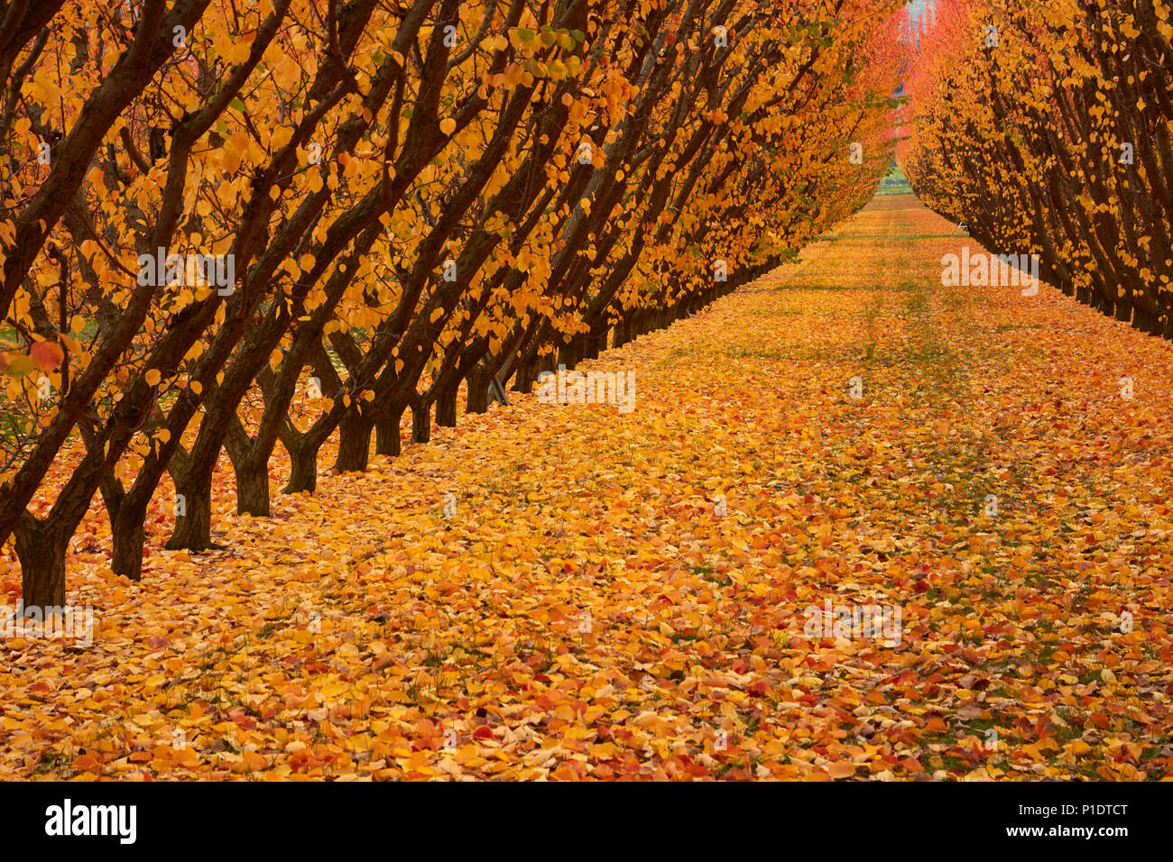 Orchard, Cromwell, Central Otago, South Island, New Zealand Stock Photo