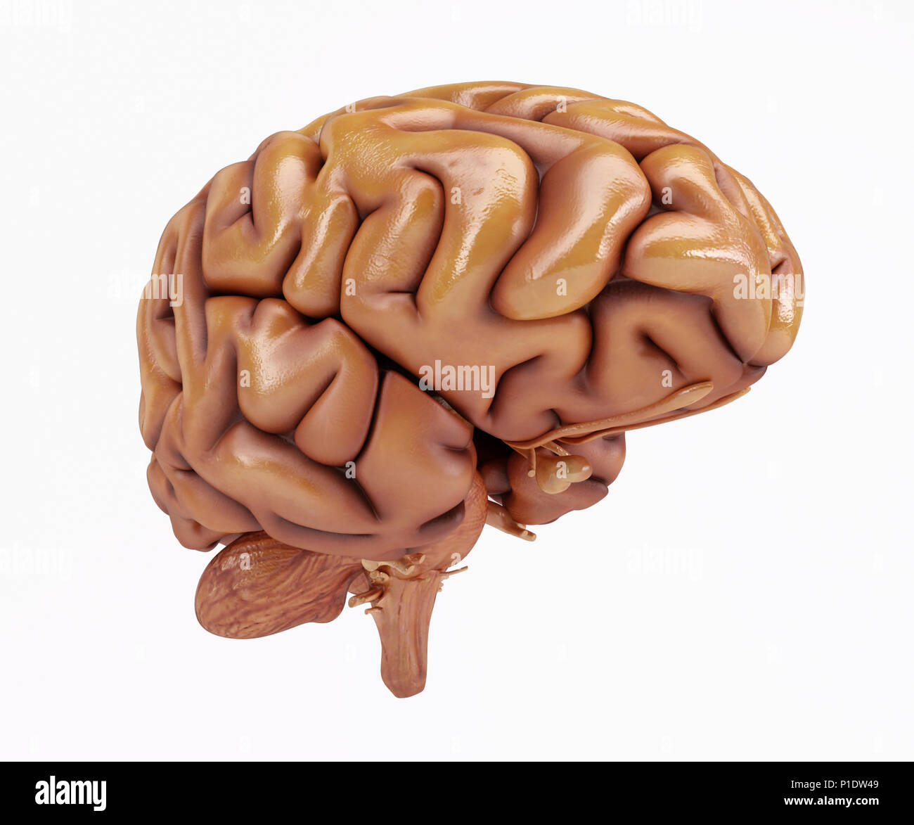 3D Render of a Human Brain Stock Photo - Alamy