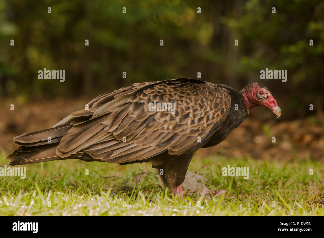 A turkey vulture scavenging a dead squirrel, these vultures are the most common of the new world vulture species. Stock Photo