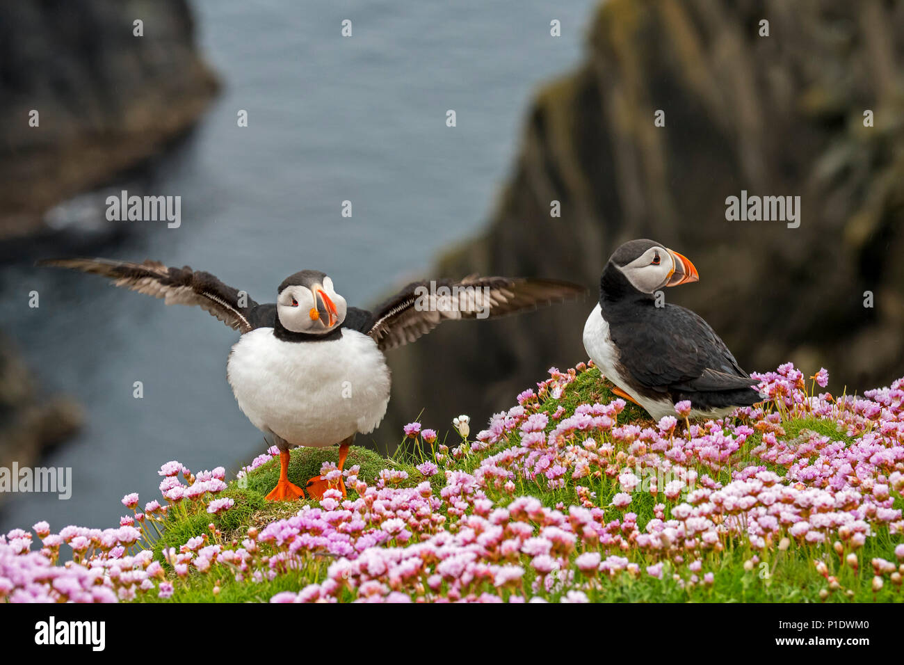 Two Atlantic puffins / Common puffins (Fratercula arctica) on cliff top in seabird colony at Sumburgh Head, Shetland Islands, Scotland, UK Stock Photo