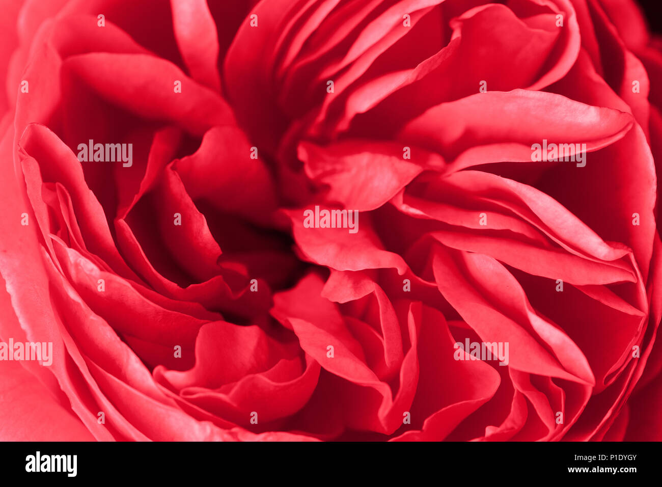 Red Rosen Layer Close-up of a red rose revealing its patterns, textures, and details ...