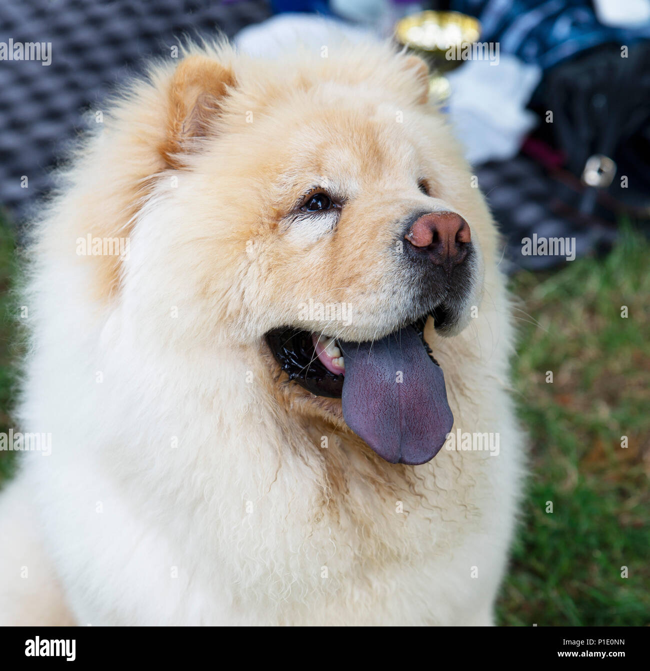 Close Up On Chow Chow Dog And The Blue Tongue Stock Photo Alamy Close Up On Chow Chow Dog And The Blue Tongue Stock Photo Alamy