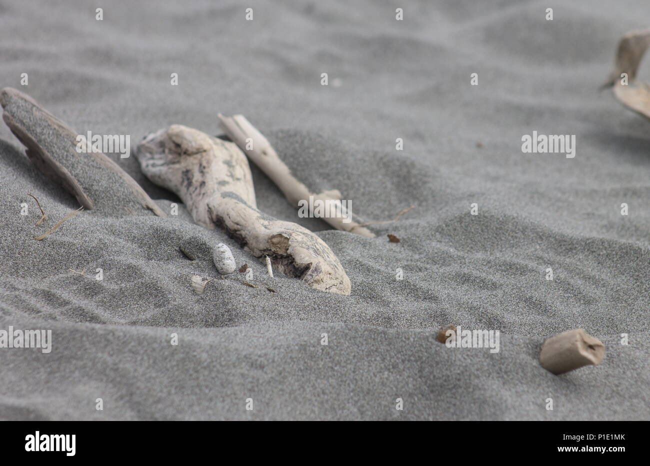 close up image of driftwood on soft sand with a shoe impression over top. Stock Photo