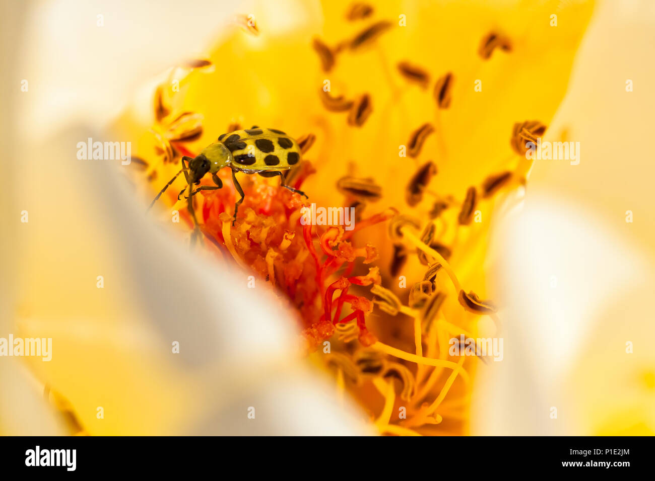 Spotted cucumber beetle hires stock photography and images Alamy