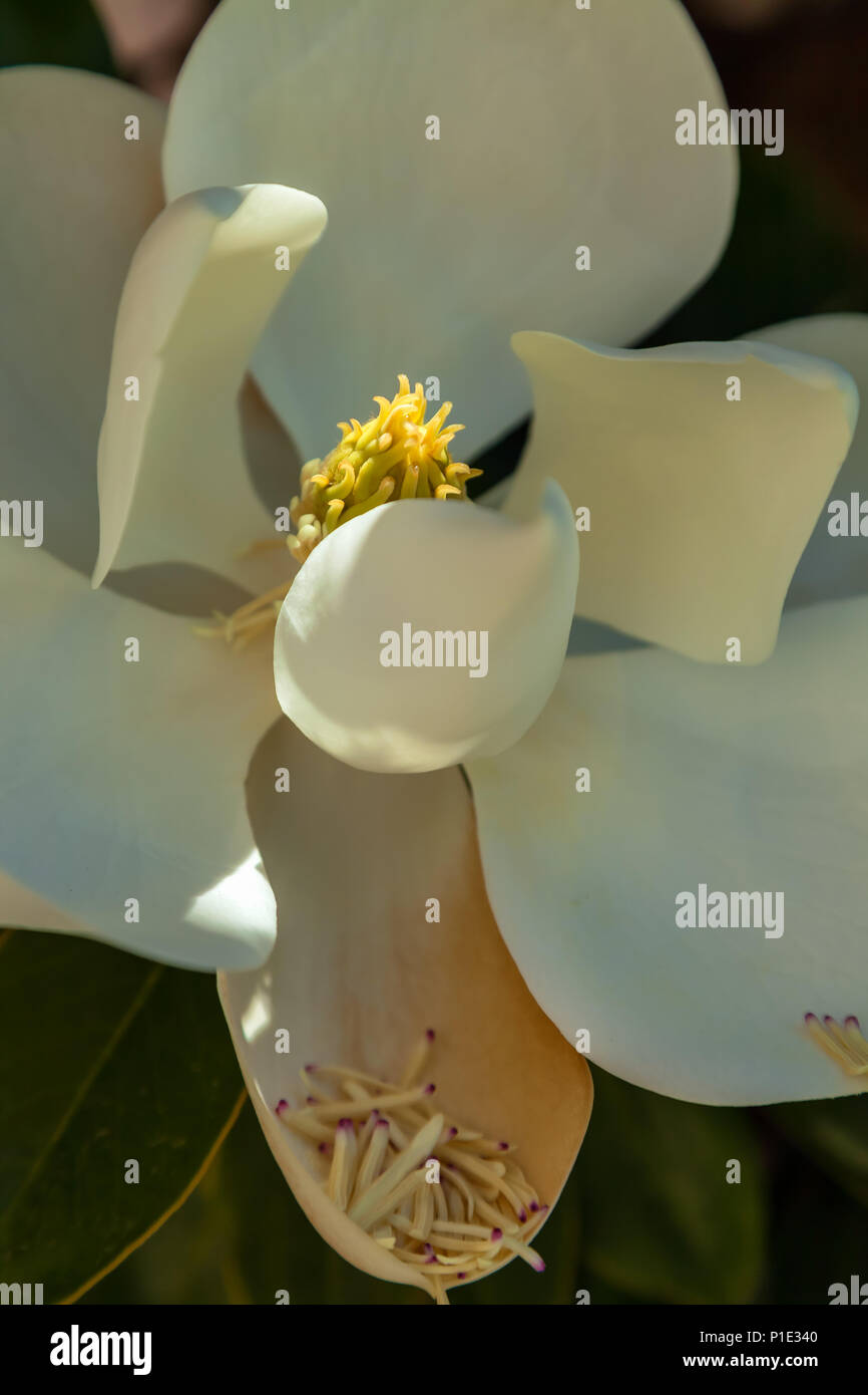 Magnolia grandiflora magnolia hi-res stock photography and images - Alamy