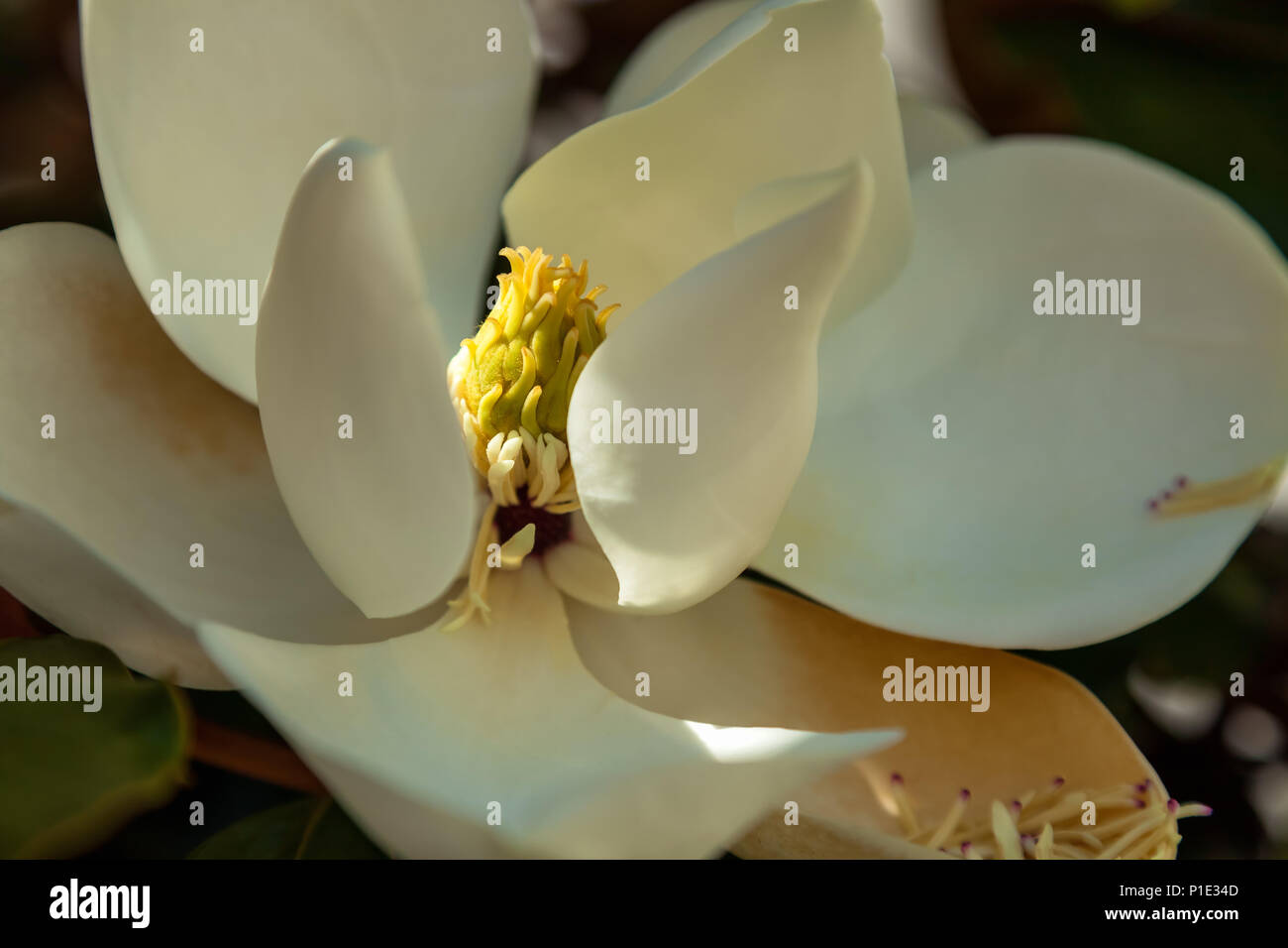 Magnolia grandiflora magnolia hi-res stock photography and images - Alamy