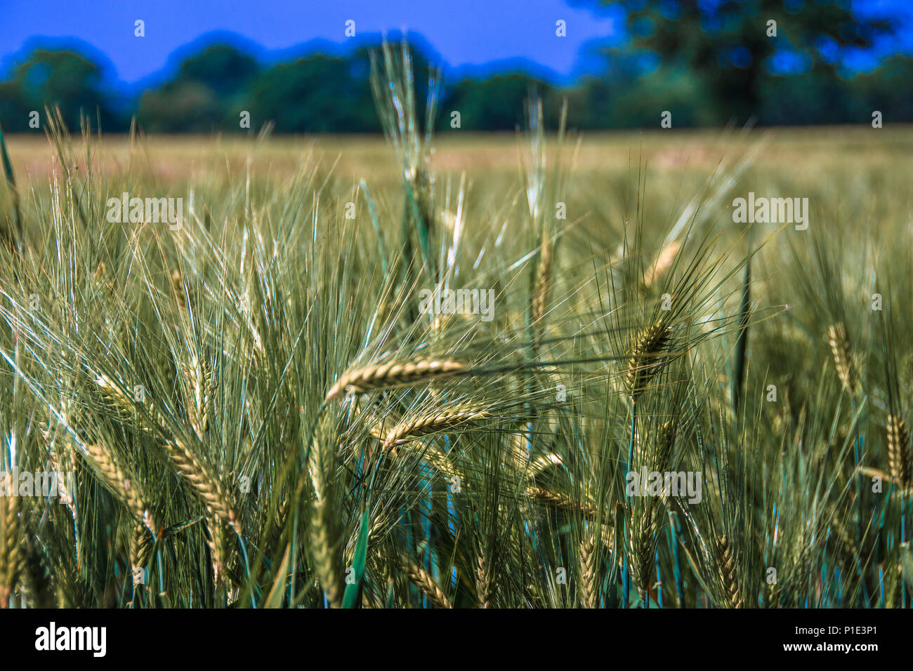 fields of wheat with bent stems. Stock Photo