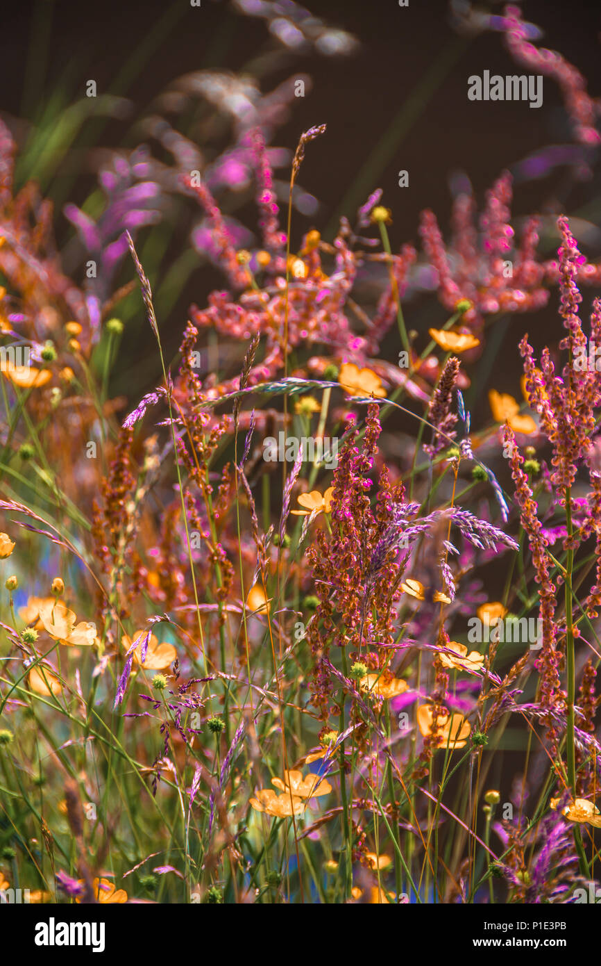 Attractive wild flowers hi-res stock photography and images - Alamy