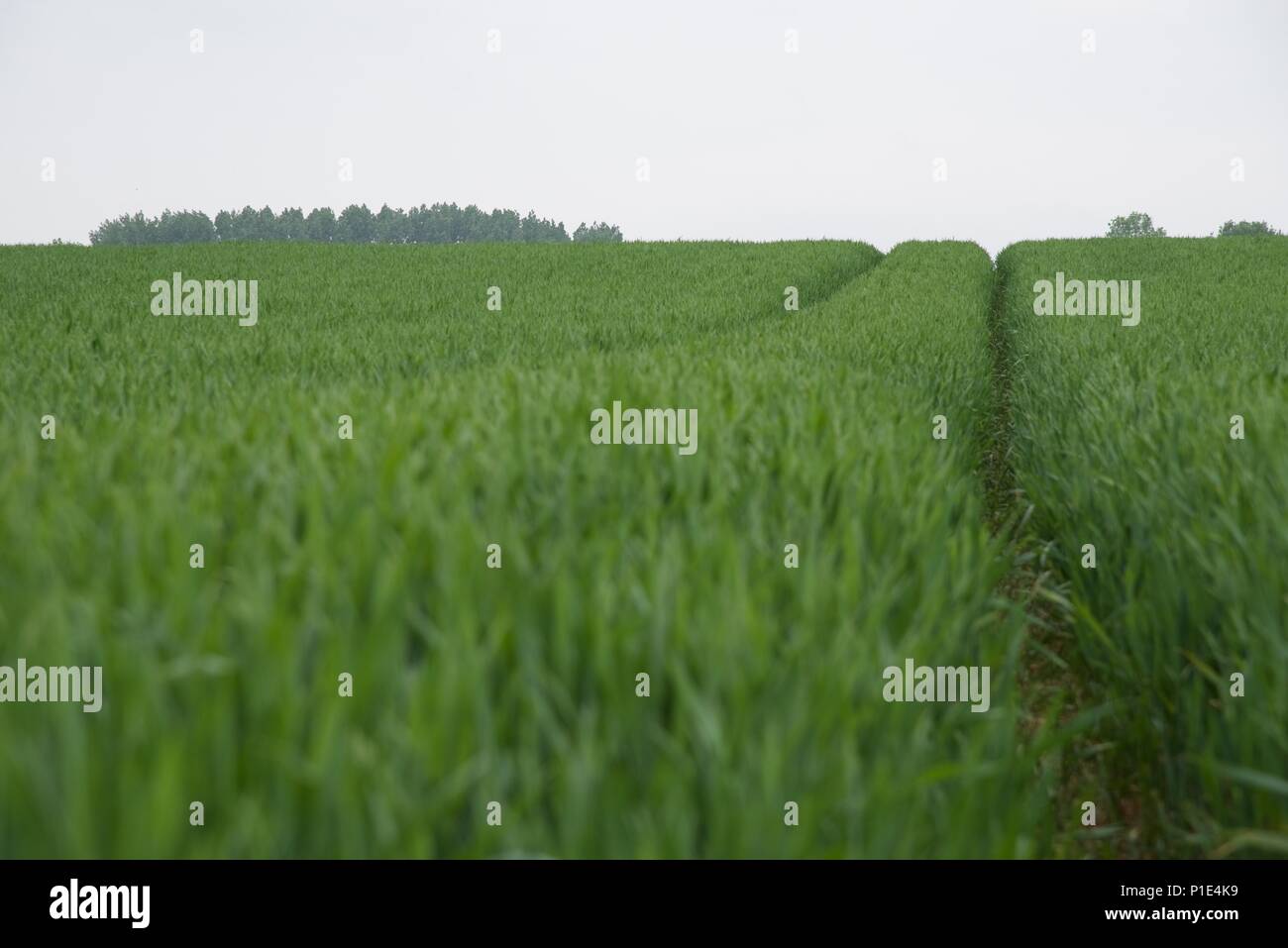 Wheat: tractor tracks in a field of growing wheat Stock Photo - Alamy