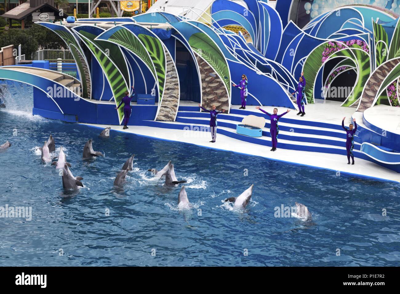 Dolphins and Performance Trainers in Wetsuits during Dolphin Days live ...