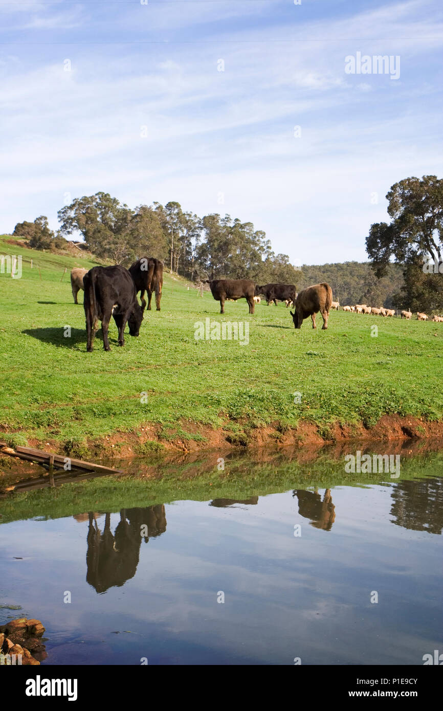 Grazing cows reflected in a pond on a picturesque farm Stock Photo Alamy