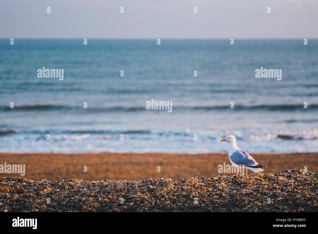 Seagull on the pebble beach, Brighton, England Stock Photo