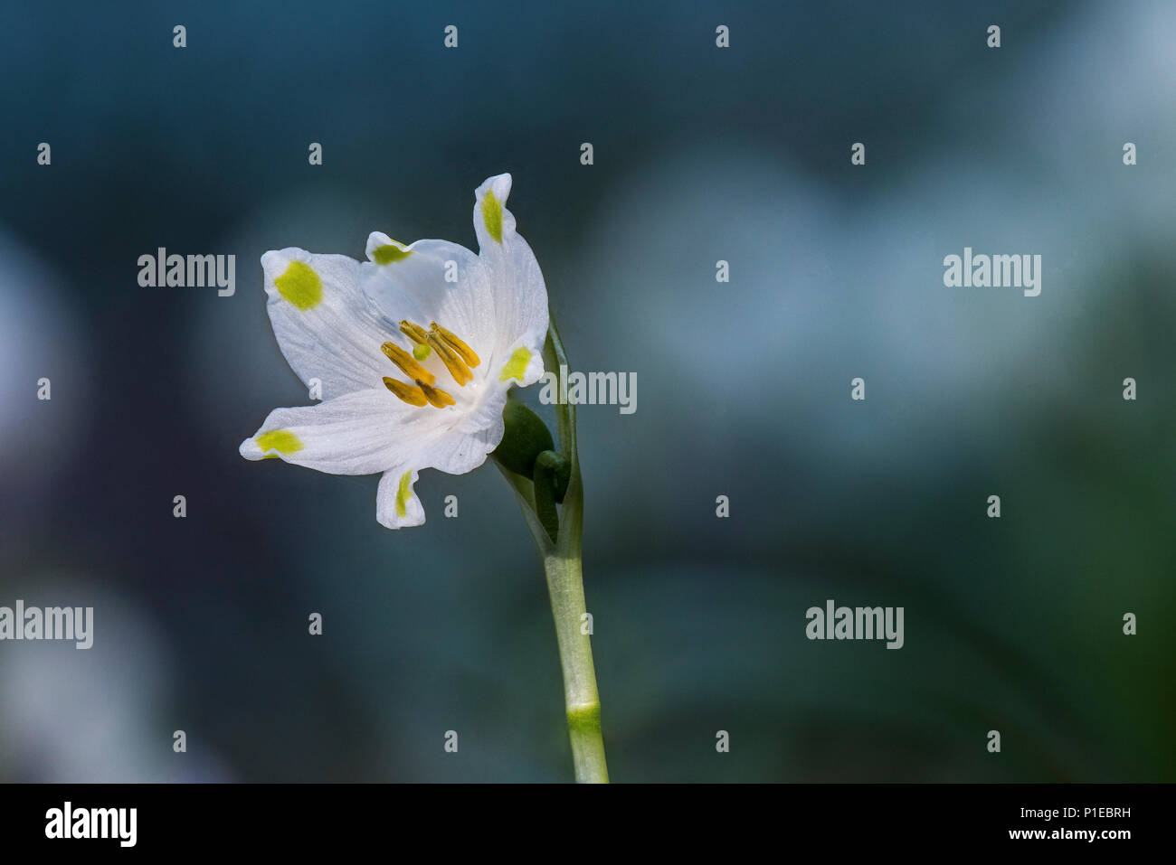 One Snowflake In Spring Spring flowering plant hi-res stock photography and images - Alamy