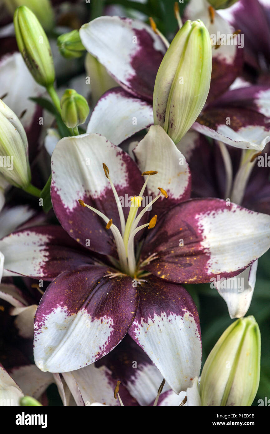 Lilium ‘Tiny Padhye’ Asiatic lilies Stock Photo