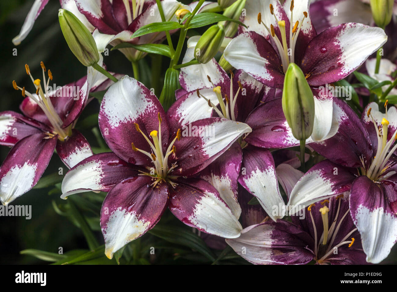 Asiatic lilies garden hires stock photography and images Alamy