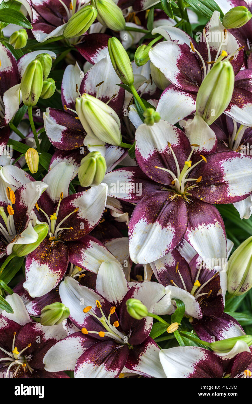 Tiny padhye asiatic lily hires stock photography and images Alamy