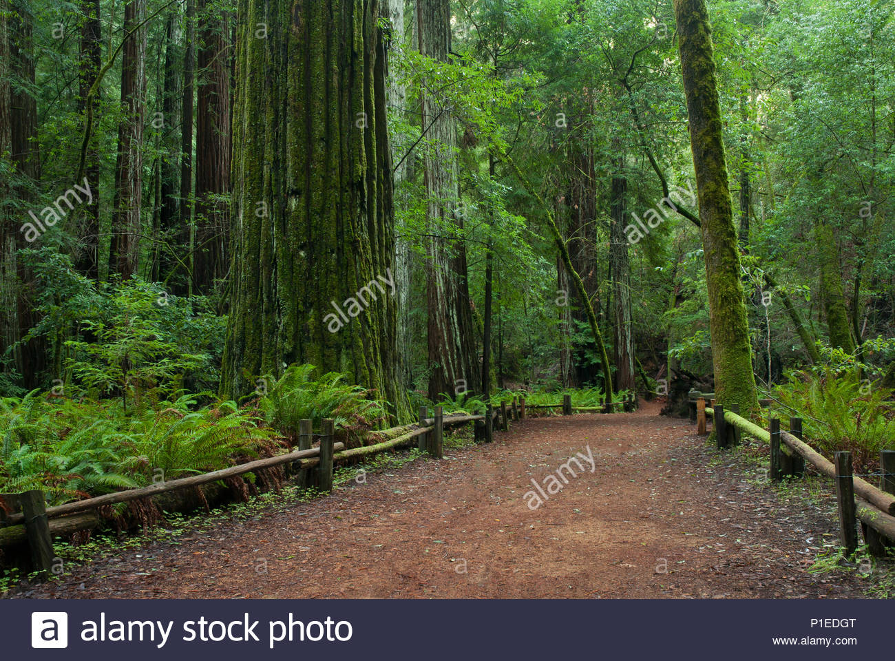 Guerneville Sonoma Stock Photos & Guerneville Sonoma Stock Images Alamy