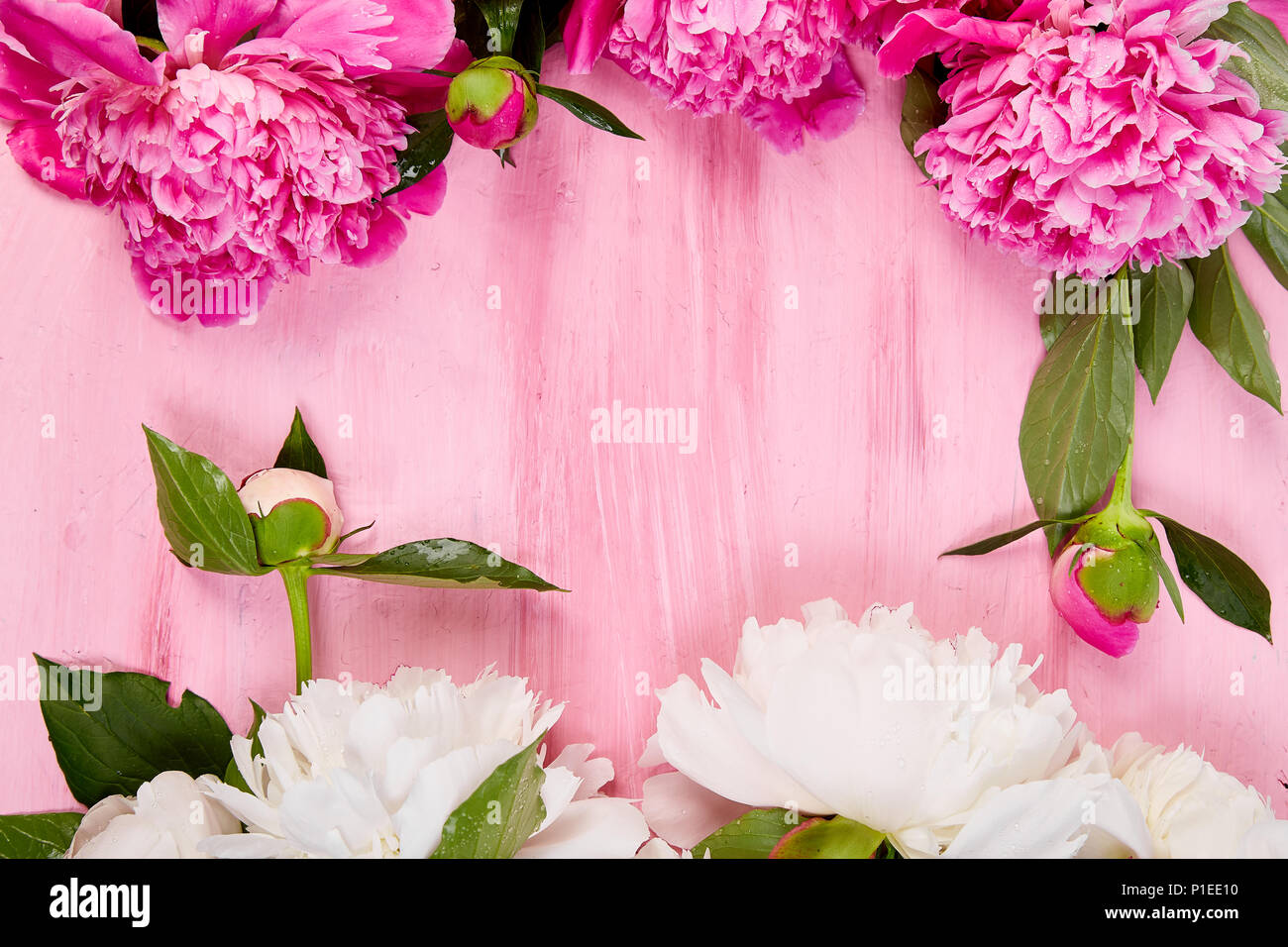 Beautiful pink peony flowers on pink background. Copy space Top view. Flat  lay  card. Woman or Mother Day. Birthday Stock Photo - Alamy