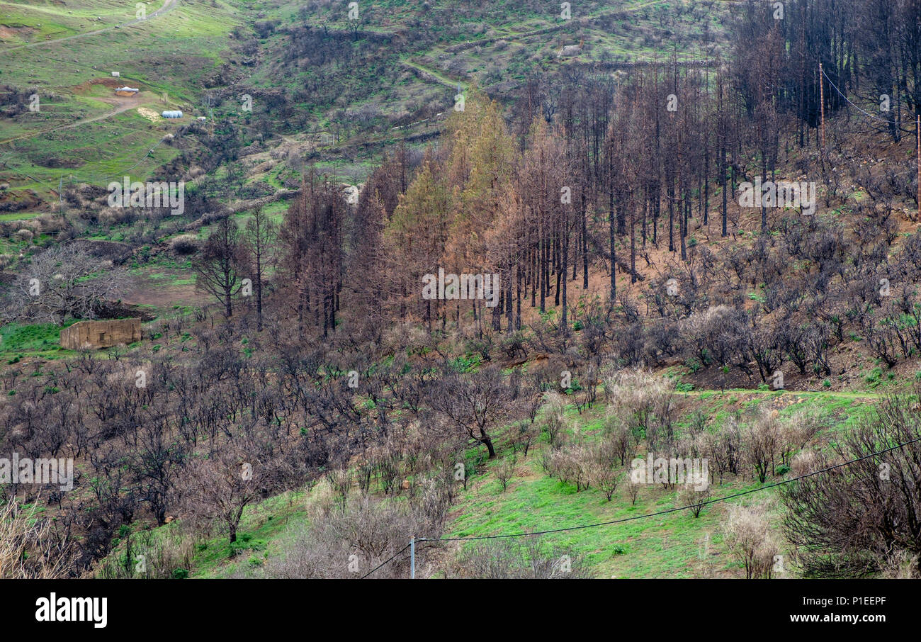 Burnt trees after a forest fire, Gran Canaria, Canary Islands, Spain Stock Photo
