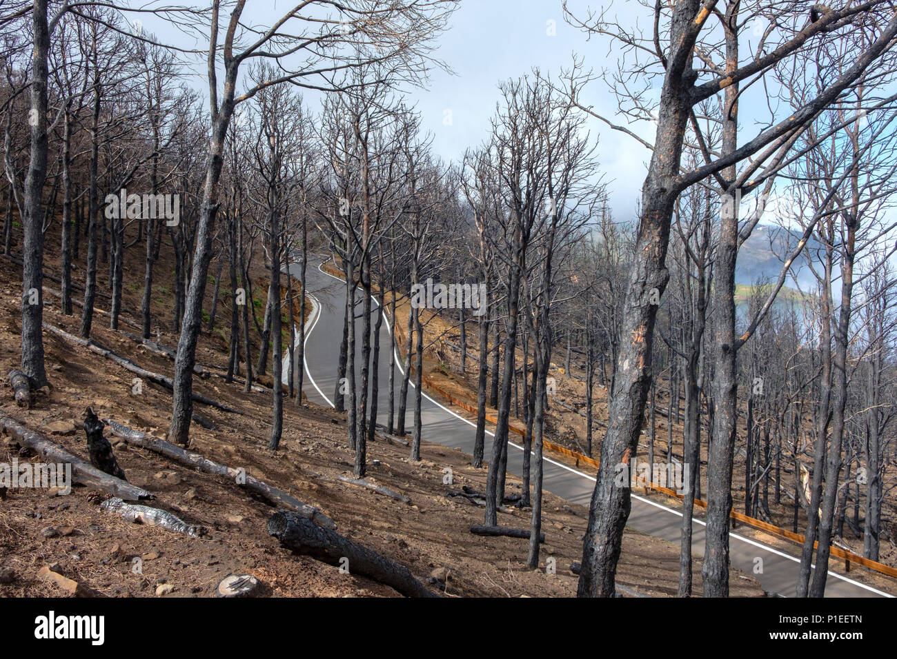 Burnt trees after a forest fire, Gran Canaria, Canary Islands, Spain Stock Photo
