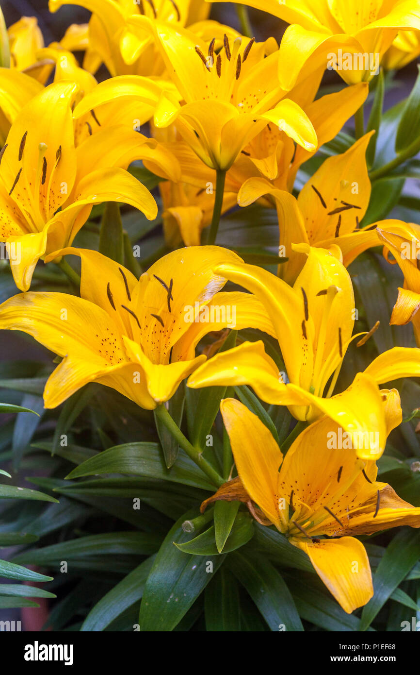 Lilium Tiny Bee Hi res Stock Photography And Images Alamy