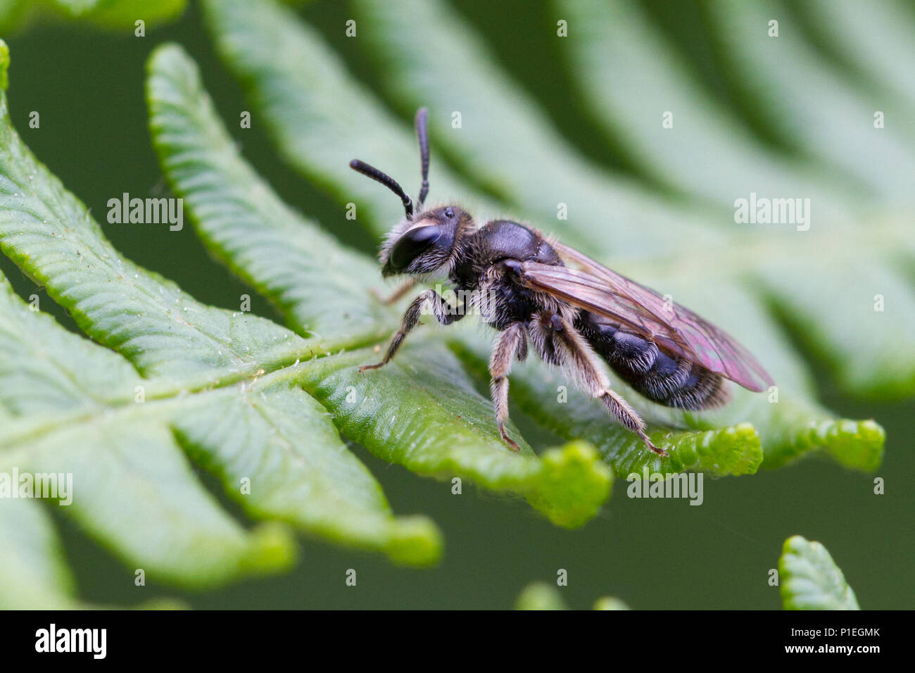 UK Wildlife: a tiny female bee from the mini mining bee family, resting briefly on a fern (Andrena sp. belonging to the Micrandrena group) Stock Photo