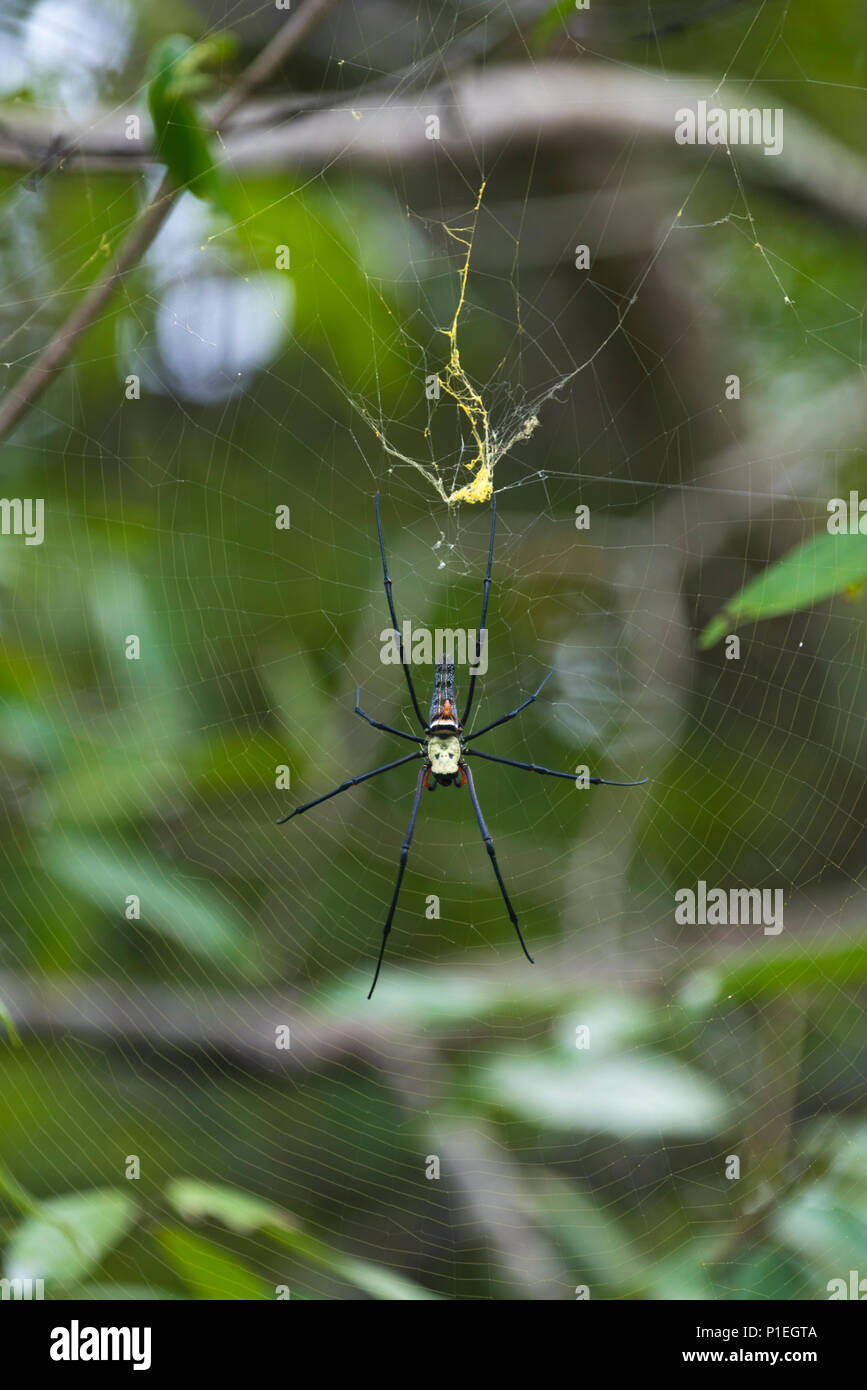 wild spider in tropical forest Stock Photo - Alamy