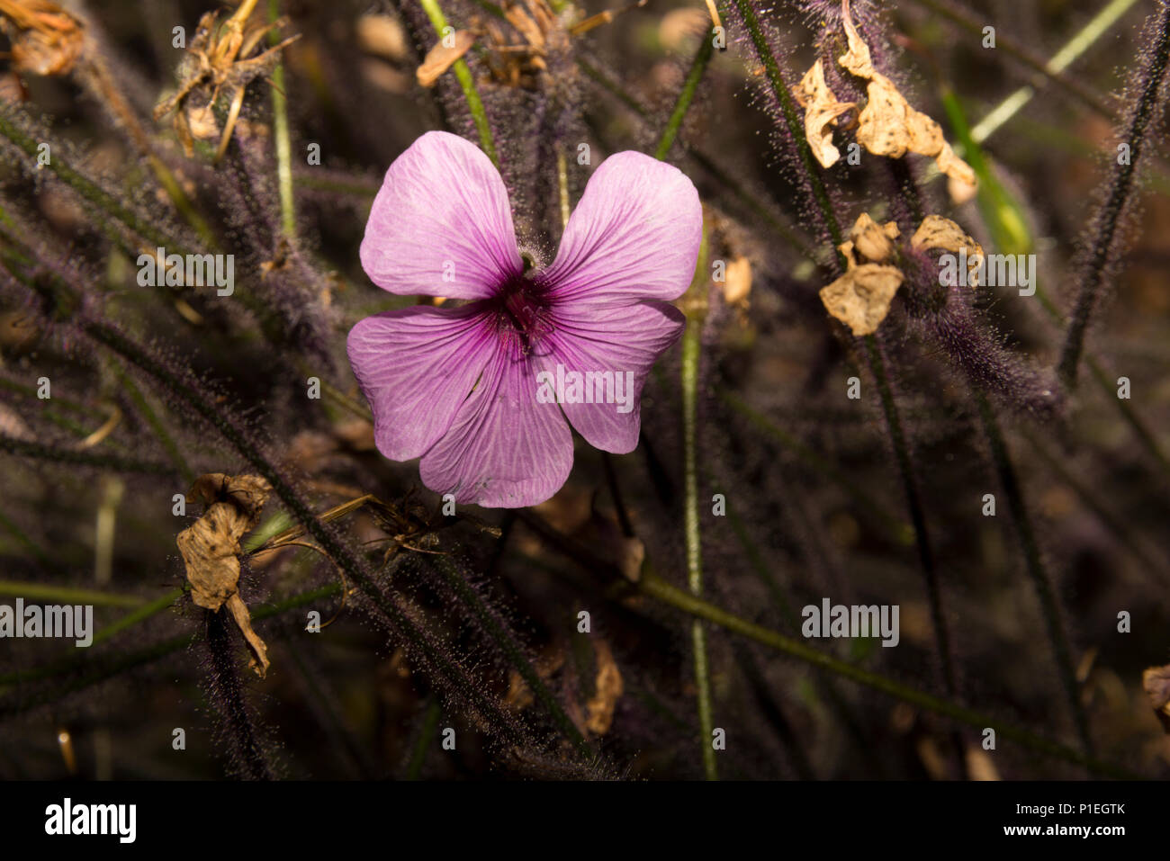 Madeira Cranesbill (Geranium maderense Stock Photo - Alamy